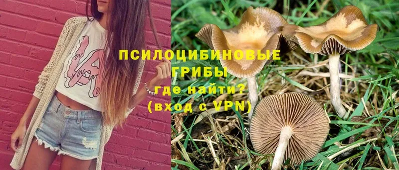 Псилоцибиновые грибы Psilocybe  даркнет сайт  Камышлов 